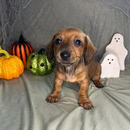 Lazuli - Red female Dachshund puppy in Park Hills, Missouri from Sugar Pop Dachshunds