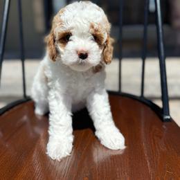 Boy 2 - Parti male Assorted Doodle Crosses puppy in Lyman, Wyoming from Backcountry Doodles