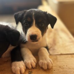 Copper - Tri-color male Border Collie puppy in Roscoe, Texas from MACs Border Collies