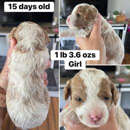 Girl 1 - Blenheim female Cavapoo puppy in Mc Connellsburg, Pennsylvania from Mumma’s Standard Poodles