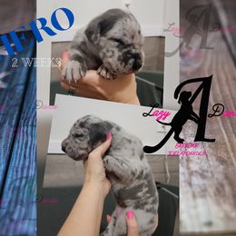 Boy 1 - Merle male Great Dane puppy in Longview, Texas from Lazy A Danes