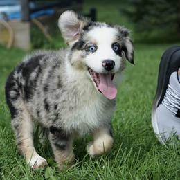 Gwynn - Blue merle female Australian Shepherd puppy in Holmesville, Ohio from Coffee Run Spring at Miller Farms