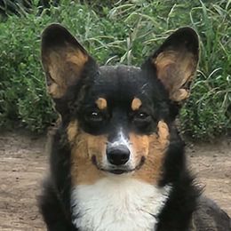 Quasar - Pembroke Welsh Corgi