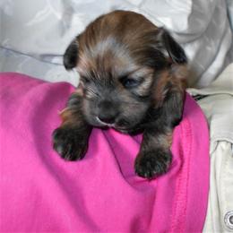 Havanese Puppies from Court Jester Havanese