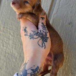 Cream Girl - Cream female Dachshund puppy in Woodland, Washington from SJs Dachshunds