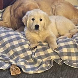 Golden Retriever Puppies from Kaczara Farm Goldens