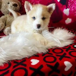 Pomsky Puppies from Pom Pom Pomskies