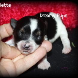 AKC Colette - Black tan and white female Biewer Terrier puppy in Kennesaw, Georgia from Dreamy Pups