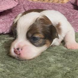 Billy - White male Havanese puppy in Clermont, Florida from Country Sweet Havanese and Creative Coaching