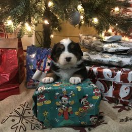Bernese Mountain Dog Puppies from Stone Hill Farm
