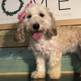 Australian Shepherds, Bernese Mountain Dogs, and Sheepadoodles from Simply Blessed Doodles