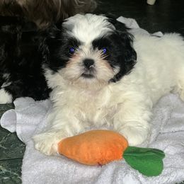 Bandit - Black and white male Shih Tzu puppy in Hull, Georgia from Precious to the world Shih Tzu’s