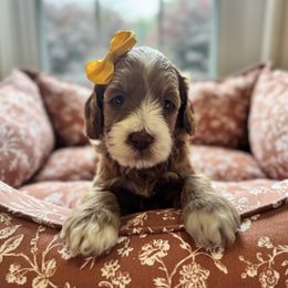 Ember - Red female Australian Labradoodle puppy in Summerfield, North Carolina from Four Oaks Labradoodles