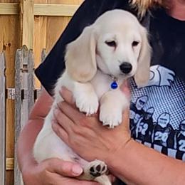 Dachshund Puppies from Davinner's Doxies
