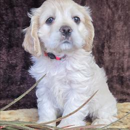 Sugar - Buff and white female Cocker Spaniel puppy in Greers Ferry, Arkansas from Lake Area Cuddly Cockers