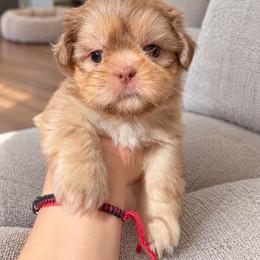 Boy 1 - Liver and white male Shih Tzu puppy in Downey, California from Cali shih tzu