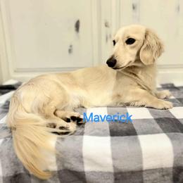 Maverick - Dachshund