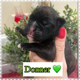 Donner - Brindle male Boxer puppy in Greenwell Springs, Louisiana from Bayou Boxer Haus - Baton Rouge Boxers