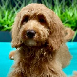 Midnight - Apricot male Goldendoodle puppy in Norton, Ohio from Keepsake Doodles