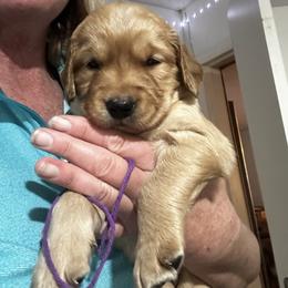 Miss Purple - Golden female Golden Retriever puppy in Stratton, Colorado from Anam Cara Retrievers