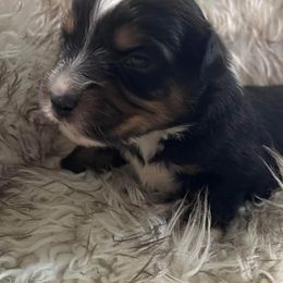 Miniature Australian Shepherd puppies from Ripple Creek