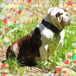 AZIMUTH - Bulldog