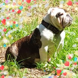 AZIMUTH - Bulldog