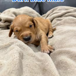 Dark blue - Golden male Golden Retriever puppy in Salt Lake City, Utah from Soaring golden retrievers