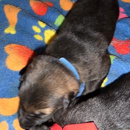 Walter - blue collar - Sable male German Shepherd puppy in Winterport, Maine from Vom Stevens Old Fashioned German Shepherds