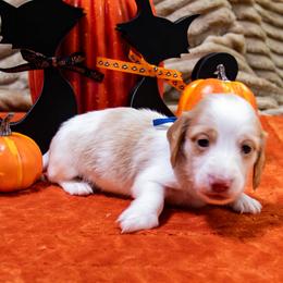 Blue Collar - Cream male Dachshund puppy in Washington from Devoted Doxies, Lorraine’s Yorkies