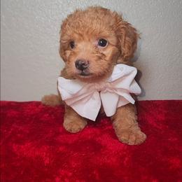 HOUSTON ( LEVI ) - Apricot male Maltipoo puppy in Palmdale, California from J Designer Puppies