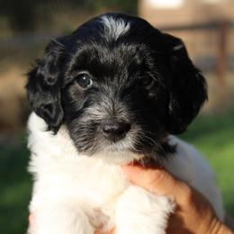 Junebug - Parti female Goldendoodle puppy in Grants Pass, Oregon from Oregon Valley Doodles