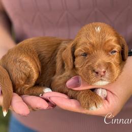 Cinnamon - Caramel red female Australian Labradoodle puppy in Morgan Hill, California from Loving Labradoodles