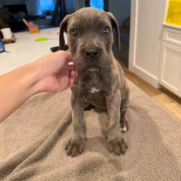 Gray Brindle Female 2 - Gray brindle female Cane Corso puppy in Knoxville, Tennessee from Crowned Corso