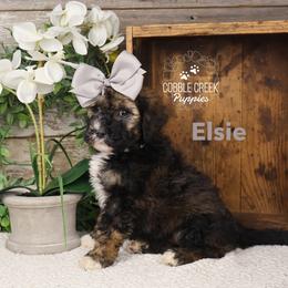 Elsie - Sable female Bernedoodle puppy in Heyworth, Illinois from Cobble Creek Puppies