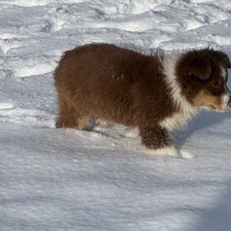 Australian Shepherds from HT2 Australian Shepherds