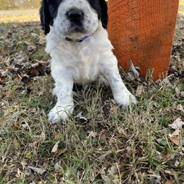 English Springer Spaniel Puppies from Cedar Ridge Kennels