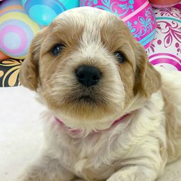 Cavapoos from The Dood Ranch