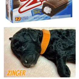 Labradoodle Puppies from Mud Puppies