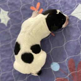 Gypsy - Black and white female German Shorthaired Pointer puppy in Hot Springs, Virginia from Thunder Mountain Gun Dogs