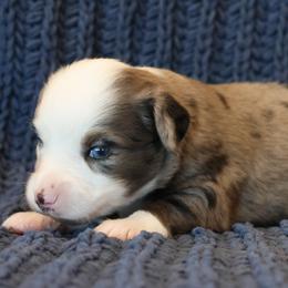 Toy Australian Shepherd puppies from 4C Toy Aussies