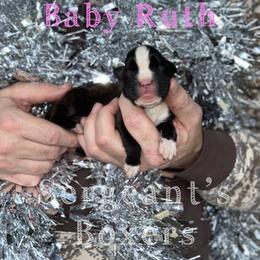 Baby Ruth - Brindle female Boxer puppy in Madisonville, Texas from Sergeant's Boxers