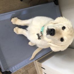 Golden Retriever Puppies from High Sierra Goldens