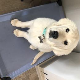 Golden Retriever Puppies from High Sierra Goldens