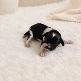 Trixie - Black and white female Cavapoo puppy in Thorndale, Texas from Hattie’s Texas Cavapoos