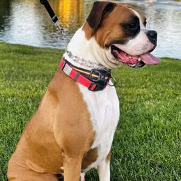 Boxers and French Bulldogs from Doggoland