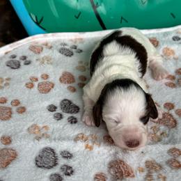 Marble - Piebald female Dachshund puppy in Hawley, Texas from Foxy’s Dachshunds & Toy Aussies