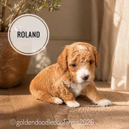 Roland - Apricot male Golden Aussiedoodle puppy in Hyrum, Utah from Goldendoodledoo Farms