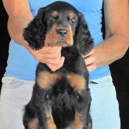 Boy 3 - male Gordon Setter puppy in Huntingtown, Maryland from Laurel Hill