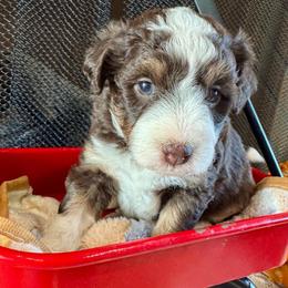 Redwood - Red phantom male Aussiedoodle puppy in Rock Hill, South Carolina from LolliPop Farms
